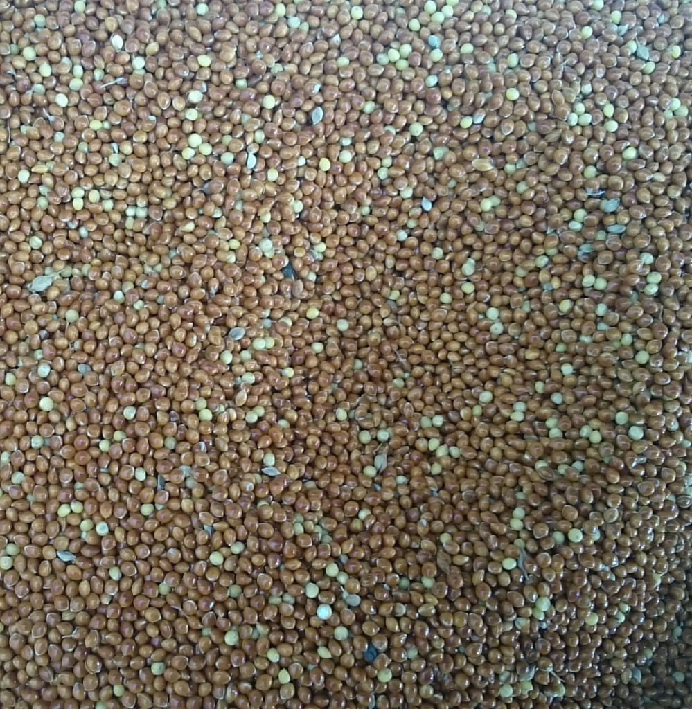 Просо | Оборудование для голубятни